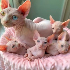 Regalo Gatitos sphynx whatsapp. ( +34 672889487 )