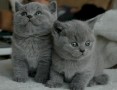 regalo-lindo-gatitos-britanico-pelo-corto-34-672889487-small-0