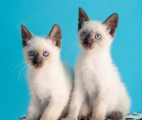 Regalo Lindos Gatitos Siamese whatsaopp (+34 672889487)