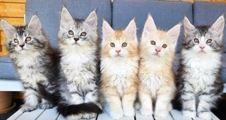Whatsaopp  ( +34 672889487 ))  Gatitos Maincoon machos y hembras