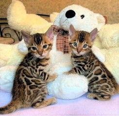 Whatsapp  ( +34 672889487 ) Fantasticos Gatitos Bengala
