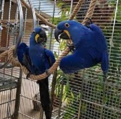 Whatsaopp (+34 672889487) Regalo Loros Guacamayos Jacintos