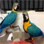 34-672889487-regalo-preciosos-loro-guacamayo-azul-small-0