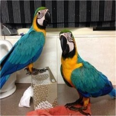 ( +34 672889487 ) Regalo Preciosos loro Guacamayo Azul