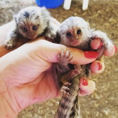 Whatsapp(+34 672889487) Monos tití para la adopción