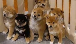 Shiba Inu whatsapp(+34 672889487)