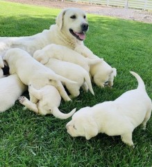 Whatsapp(+34 672889487)Regalo Golden Retriever