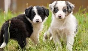 Regalo Border collie whatsaopp(+34 672889487)