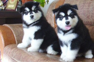 Regalo siberian husky whatsapp(+34 672889487)