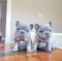 bulldog-frances-para-adopcion-whatsapp34-672889487-small-0