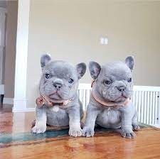 bulldog-frances-para-adopcion-whatsapp34-672889487-big-0