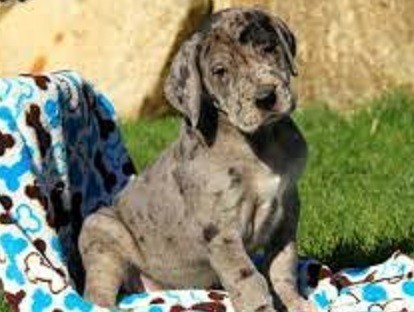 regalo-gran-danes-whatsaopp34-672889487-big-0