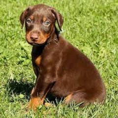 Regalo  Doberman whatsapp(+34 672889487)