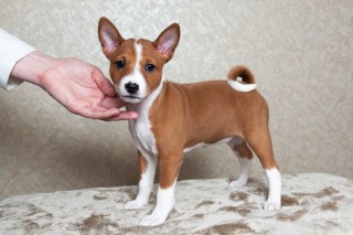 Regalo  Basenji whatsaopp ( +34 672889487 )