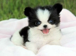 Magnificos  Pomeranain whatsapp(+34 672889487)