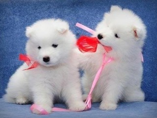 Regalo Lindos Samoyedo whatsaopp(+34 672889487)