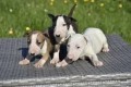 minatura-bull-terrier-whatsaopp34-672889487-small-0