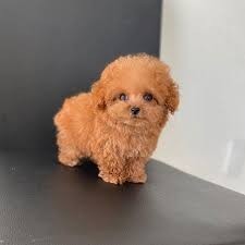 increible-bebe-caniches-toy-whatsaopp-34-672889487-big-0