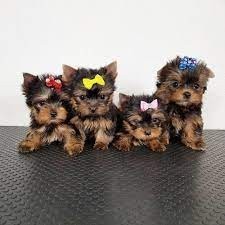 Increíble bebé Yorkshire toy whatsaopp  ( +34 672889487 )