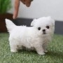 whatsaopp34-672889487-increibles-bichon-maltes-small-0