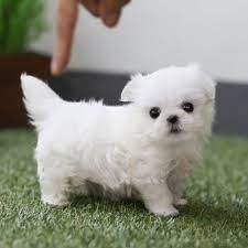 whatsaopp34-672889487-increibles-bichon-maltes-big-0