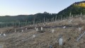 finca-en-moya-31616-m2-oportunidad-small-9
