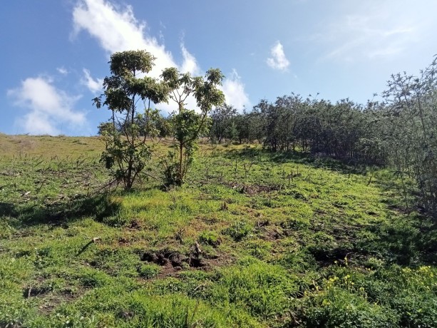 finca-en-moya-31616-m2-oportunidad-big-1