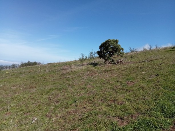 finca-en-moya-31616-m2-oportunidad-big-2