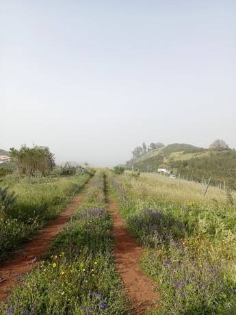 finca-en-moya-31616-m2-oportunidad-big-11