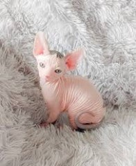Adorable gatito Sphynx disponible