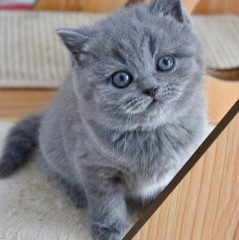 /GATITOS BRITÁNICOS   DE  PERLO CORTO DISPONABLES /.//️️