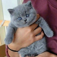 /GATITOS BRITÁNICOS  DE  PERLO CORTO DISPONABLES /.//️️