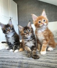 ️ DE️ GATITOS MAINE COON PARA ADOPCION