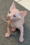 preciosa-alegres-y-afectuosos-sphynx-gatitos-small-0