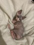 preciosa-alegres-y-afectuosos-sphynx-gatitos-small-1