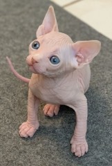 Preciosa alegres y afectuosos Sphynx gatitos