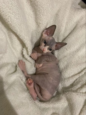 preciosa-alegres-y-afectuosos-sphynx-gatitos-big-1