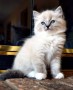 gatitos-inteligentes-ragdoll-machos-y-hembras-small-0