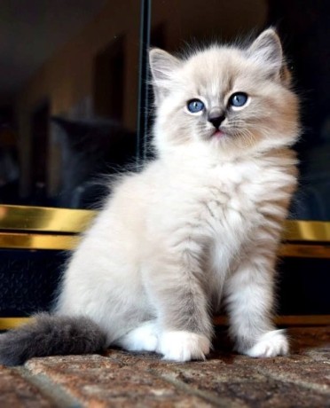 gatitos-inteligentes-ragdoll-machos-y-hembras-big-0