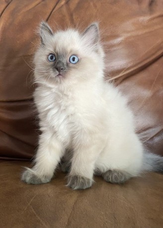 gatitos-inteligentes-ragdoll-machos-y-hembras-big-1