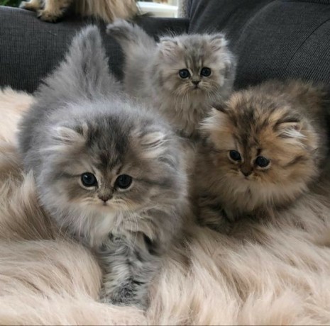 dos-preciosas-gatitos-persa-para-regalo-regaloo-big-0