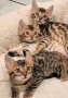 bengal-gatitos-disponables-para-adopcion-small-0