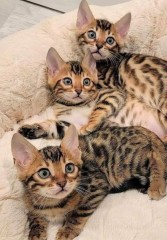 Bengal gatitos disponables para adopcion ./