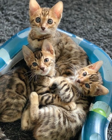 bengal-gatitos-disponables-para-adopcion-big-1