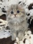 gatitos-siameses-disponibles-para-regalo-ahora-small-1