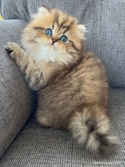 Gatitos siameses disponibles para regalo ahora /