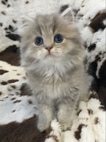 gatitos-siameses-disponibles-para-regalo-ahora-big-1