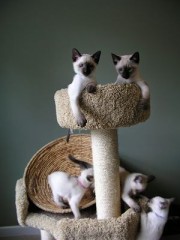 ,// Gatitos siameses disponibles para regalo ahora