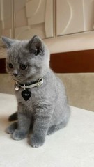 Regalo PRECIOSA ️️ GATITOS BRITTANICO /./