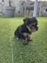 yorkshire-terrier-toy-small-1
